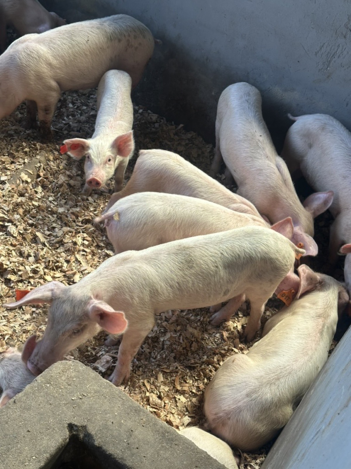 Live grower pigs at Kihera Farms
