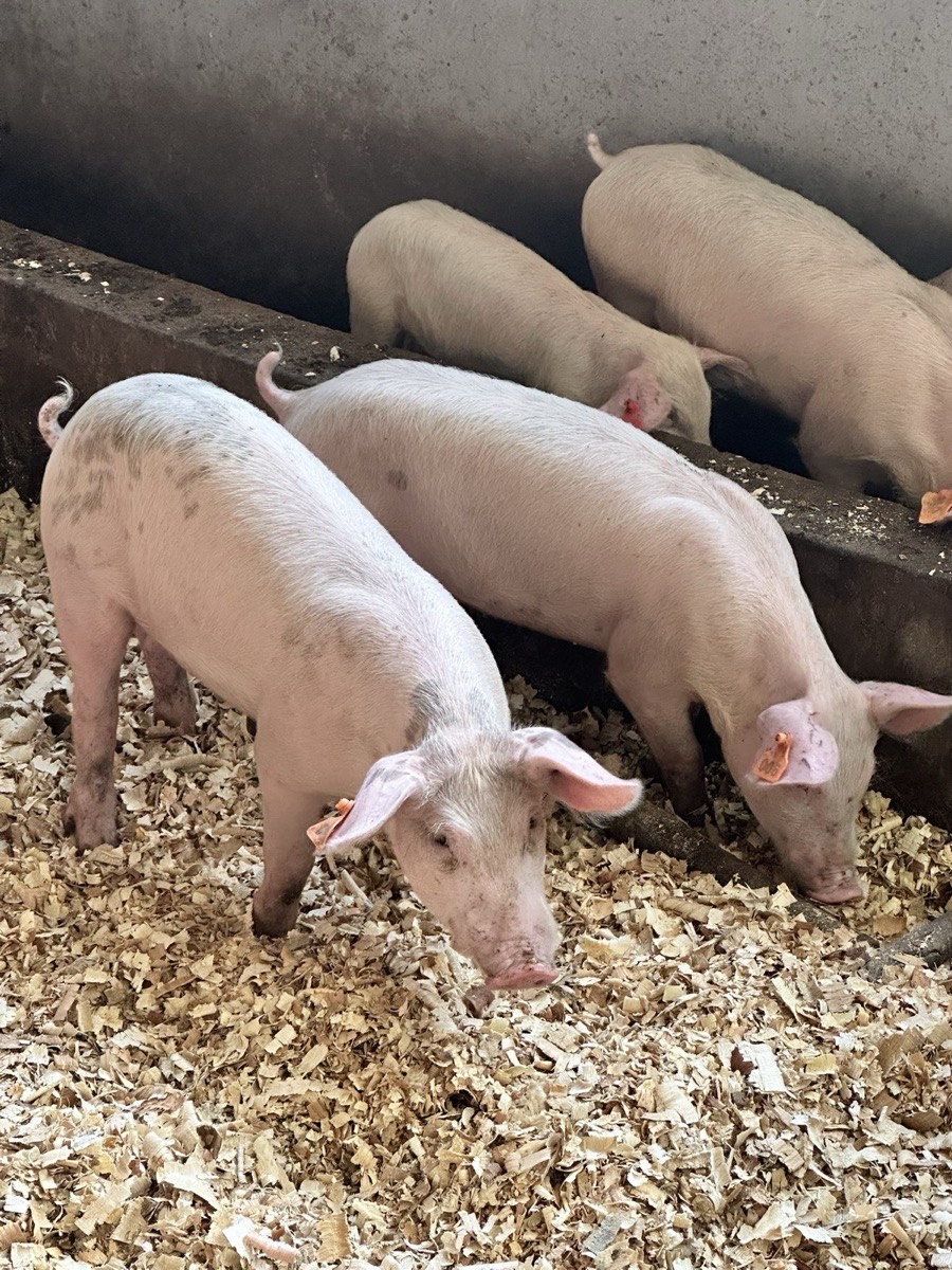 Live pigs at Kihera Farms